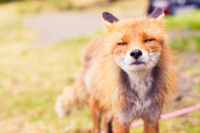 Reddit user's apennils photo of a begging fox
