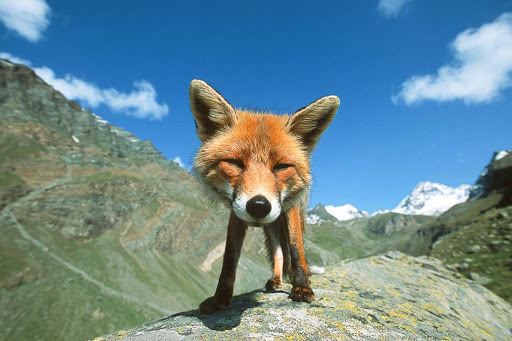 Foxface