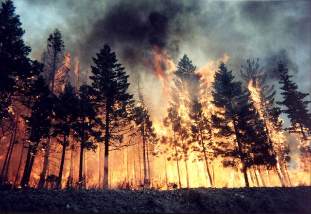 Wilfire