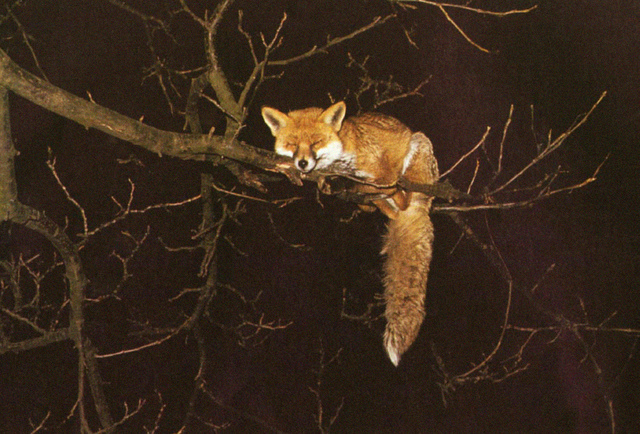 Sleeping fox