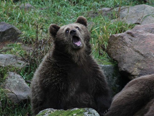 Animals1 1